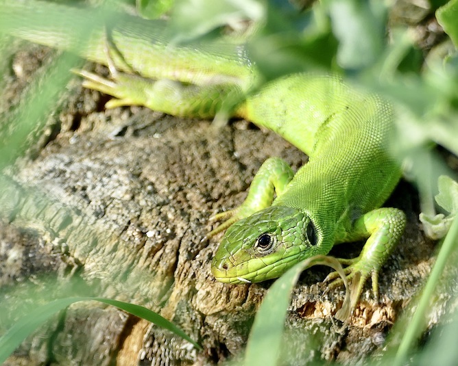 lizard